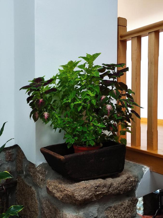Zimao Garden House Otel Vila Pouca de Aguiar Dış mekan fotoğraf